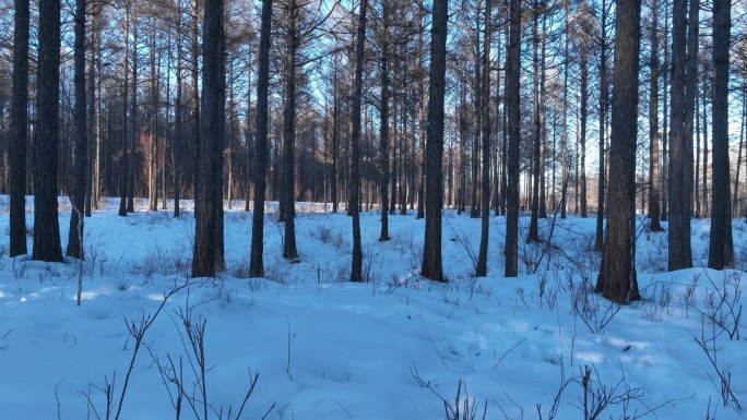 延时林海雪原光影