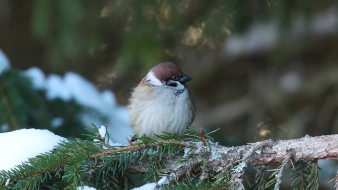 冬日里，爱沙尼亚乡下，一只可爱的小麻雀站在树枝上准备离开