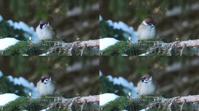 冬日里，爱沙尼亚乡下，一只可爱的小麻雀站在树枝上准备离开