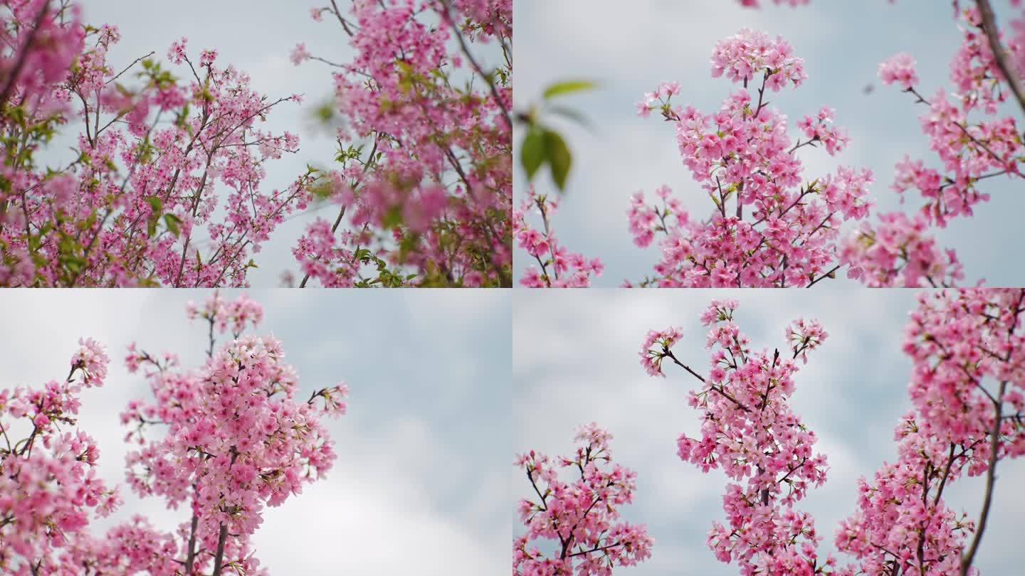 春天粉色樱花开