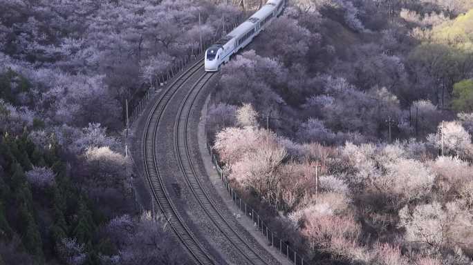 高清实拍北京昌平居庸关春天的花海列车