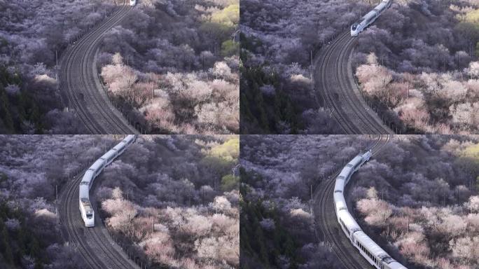高清实拍北京昌平居庸关春天的花海列车