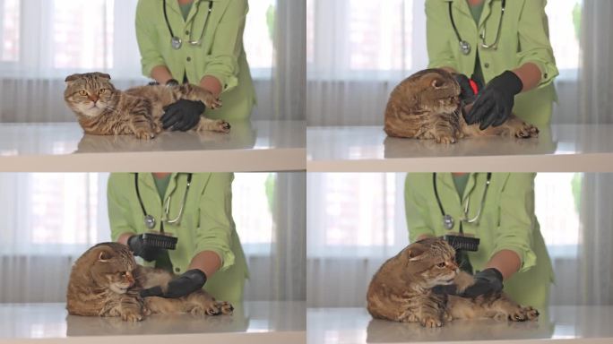 兽医用梳子梳理猫的毛。