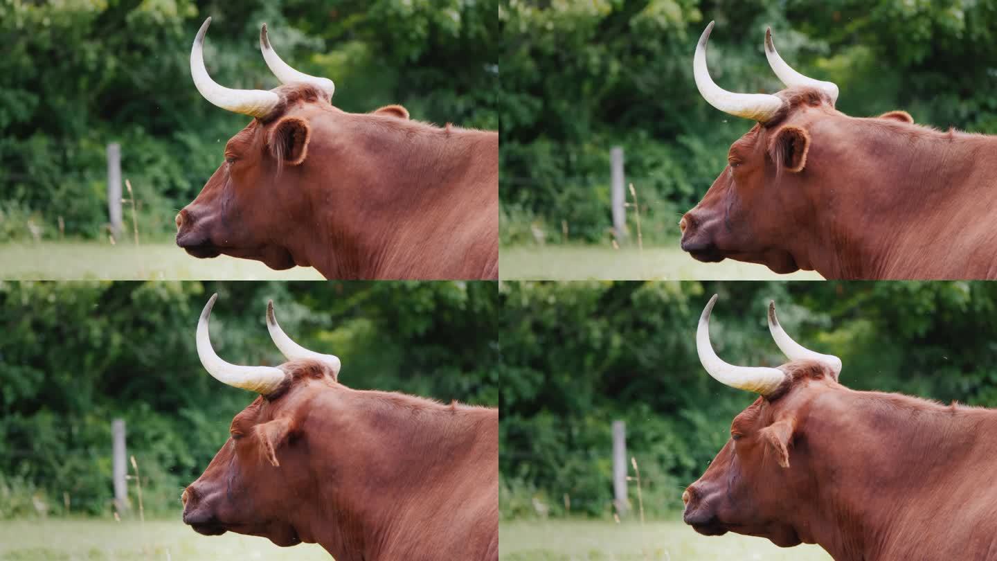 一头长着大角的纯种牛的肖像