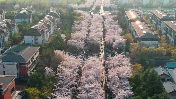 4K扬州鉴真路樱花大道