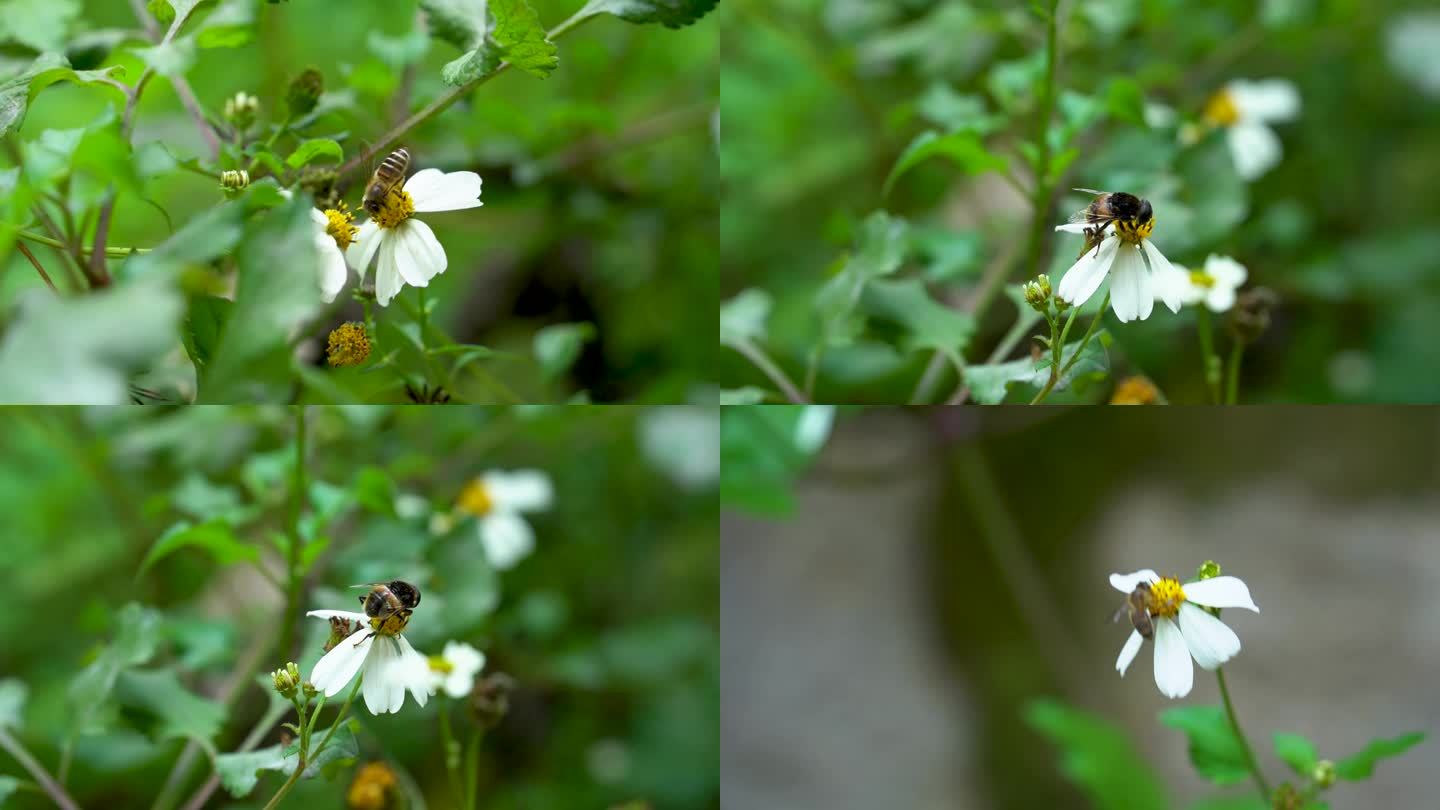 蜜蜂与野花
