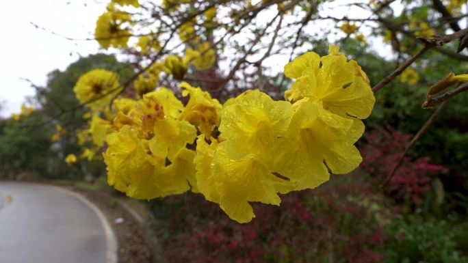 雨中的黄花风铃木