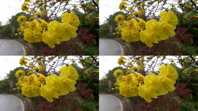 雨中的黄花风铃木