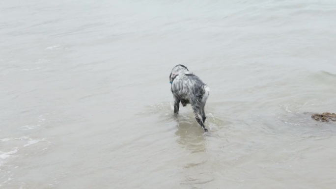 一个女人在海边遛狗。夏天在海滩上狗洗澡和提神。