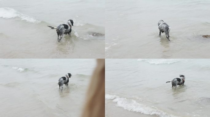 一个女人在海边遛狗。夏天在海滩上狗洗澡和提神。