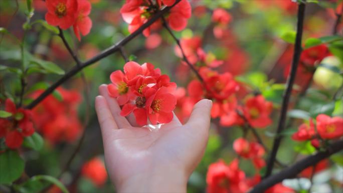 春天红色的海棠花盛开