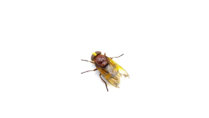 Tabanus, tabano，拟大黄蜂食蚜蝇，带孢卷菌，演播室录像，白色背景上孤立的昆虫