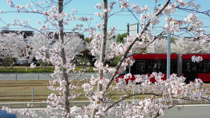 樱花有轨电车