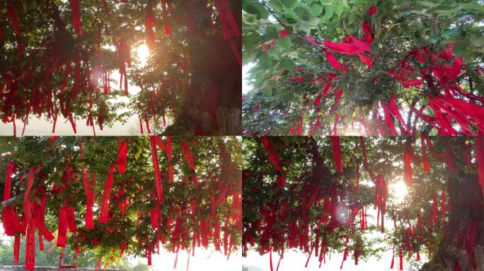 清晨逆光下的千年古树上挂满祈福红飘带