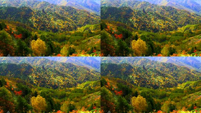 山坡上五彩缤纷的秋林:志贺县，涩笼县