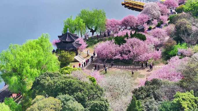 南京莫愁湖公园春景如画