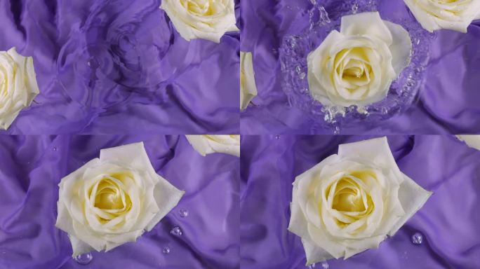 一朵白玫瑰花落在深紫色丝绸背景上的水面上。