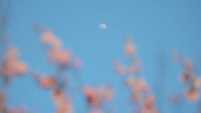 粉红色的梅花与天空中的月亮