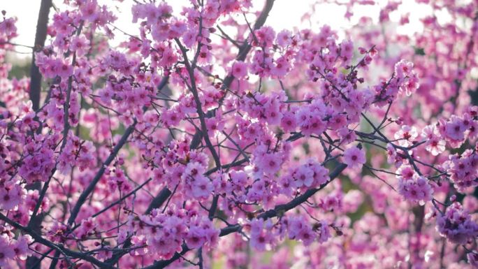 美丽的梅花在春天桃花盛开图片展示植物写真