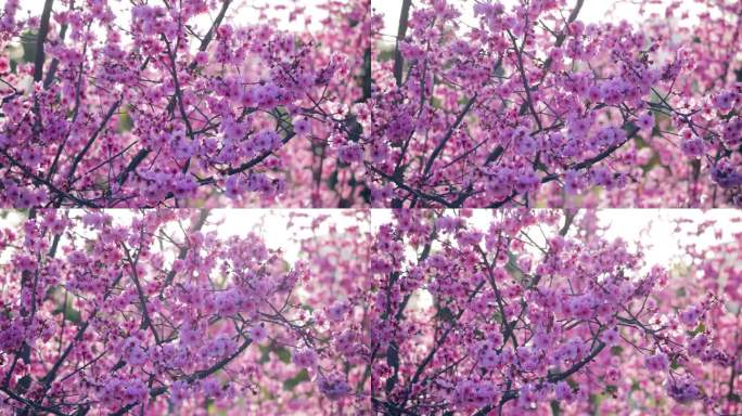 美丽的梅花在春天桃花盛开图片展示植物写真