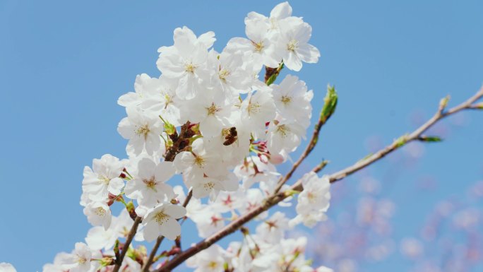 上海奉贤上海之鱼春天樱花