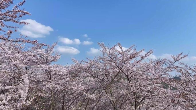 春天樱花海樱花花开