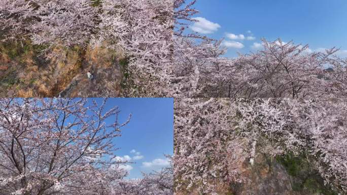 春天樱花海樱花花开