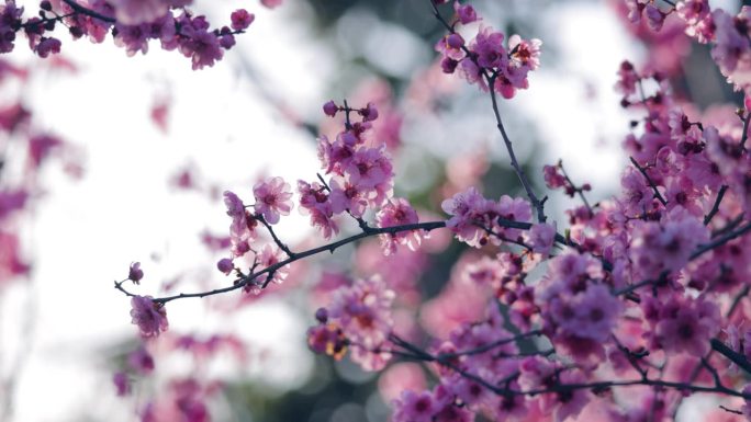 美丽的梅花在春天花枝树枝粉花红花春季春意