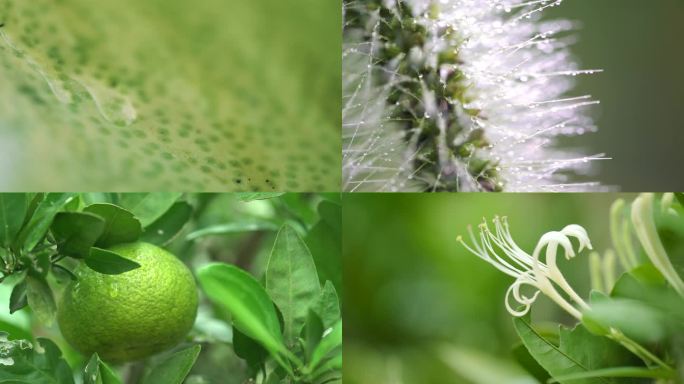 乡村绿色植物特写空境合集