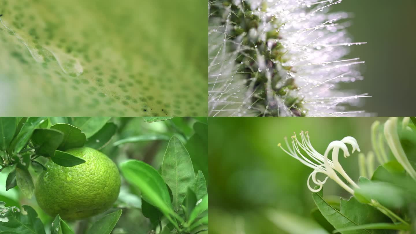 乡村绿色植物特写空境合集