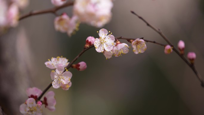 桃花盛开 桃花 蜜蜂采蜜花开春天花朵盛开