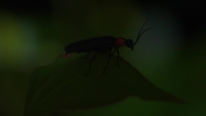 萤火虫。萤火虫粘在树叶上，拼命地发光。