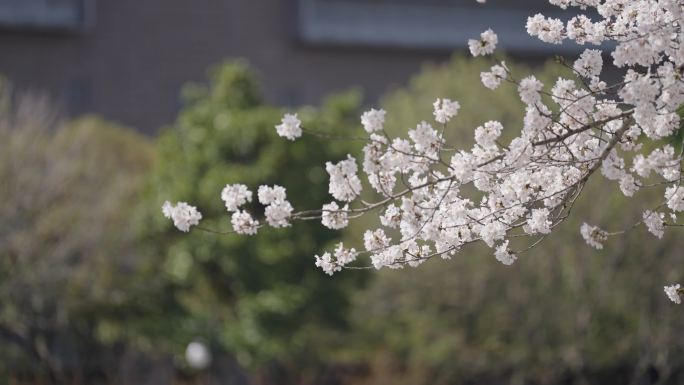 樱花盛开