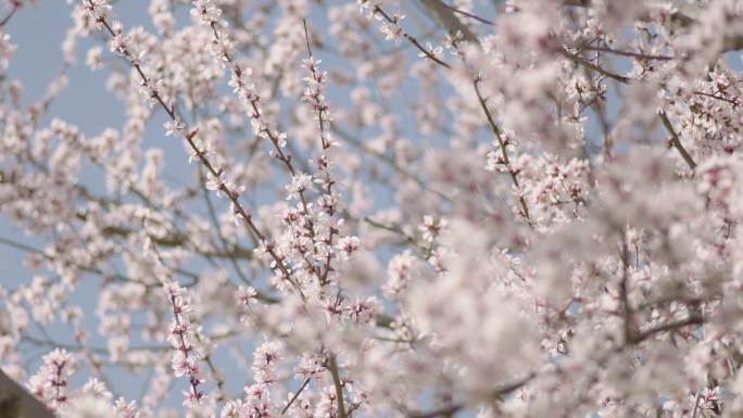 樱花 海棠花 迎春花 梨花