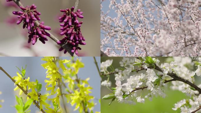 樱花 海棠花 迎春花 梨花