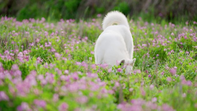 花海里的萨摩耶