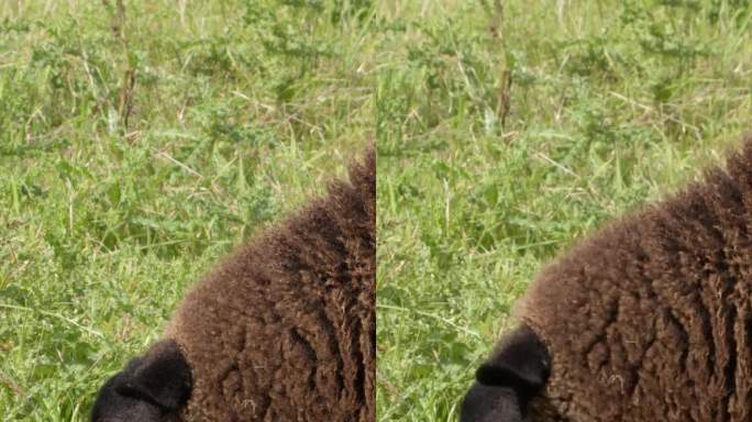 一只毛茸茸的棕色绵羊吞食杂草，特写视频。垂直视频。