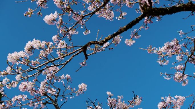 粉红色和白色的樱花花瓣在清冽的蓝天下随风摇曳