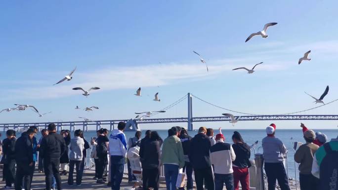 大连海边游客喂海鸥