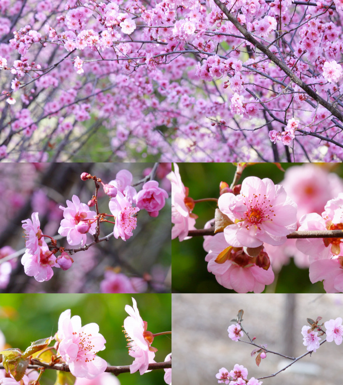 春日大自然美景花朵