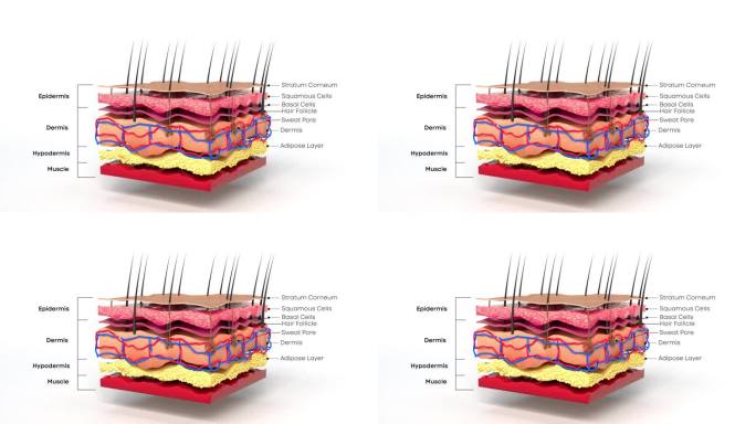 3d动画插图的皮肤横截面