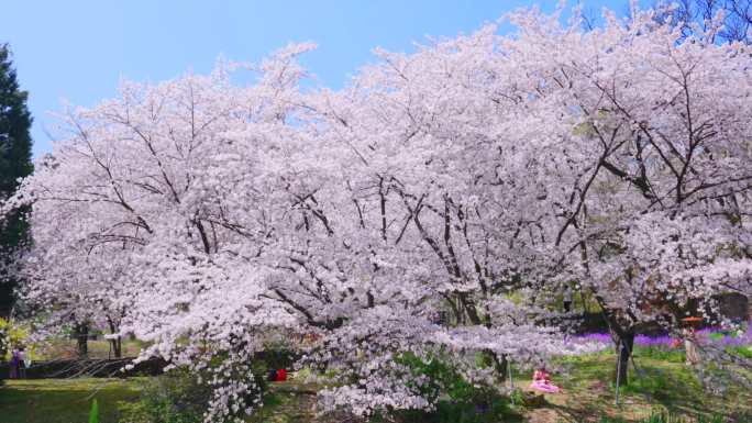 鼋头渚樱花合集