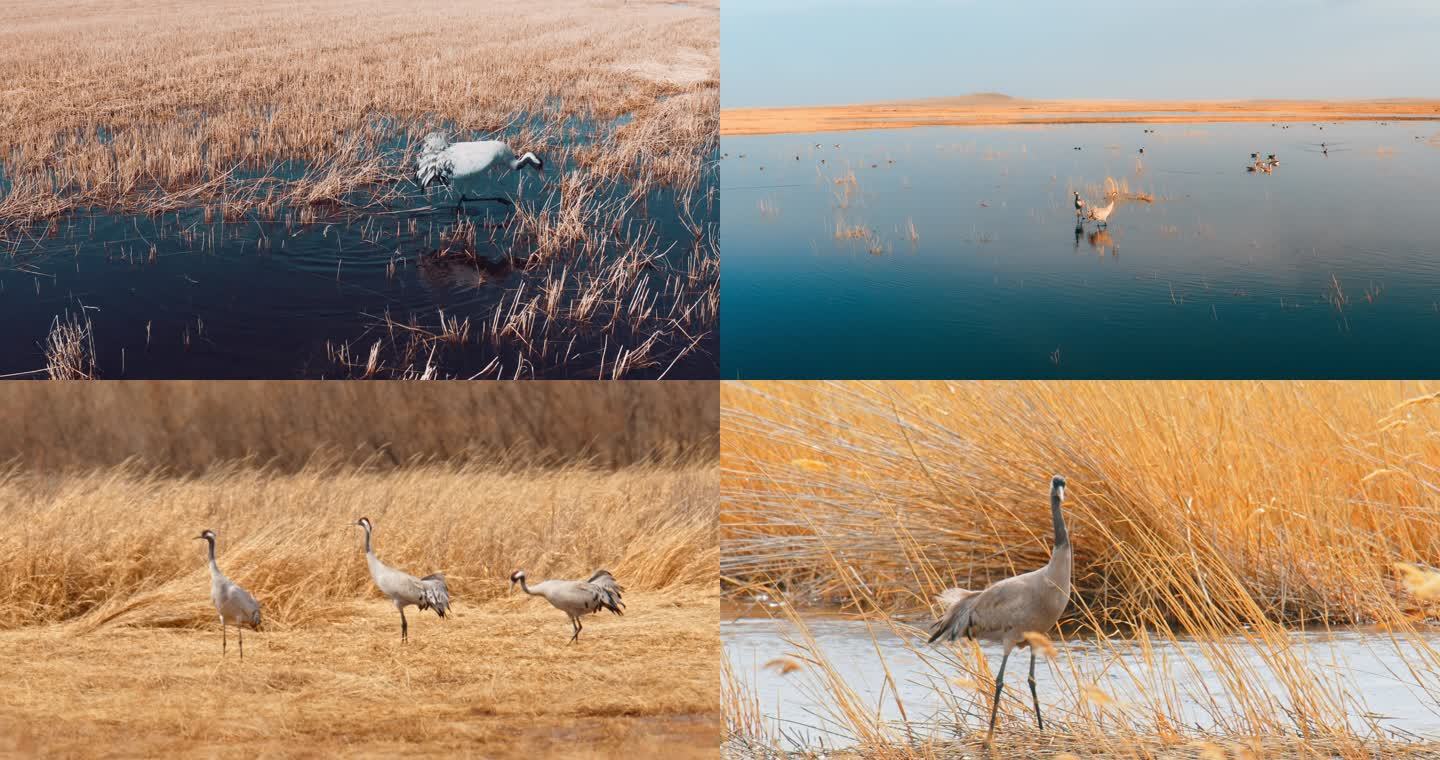 湿地常见野生鸟类——灰鹤01