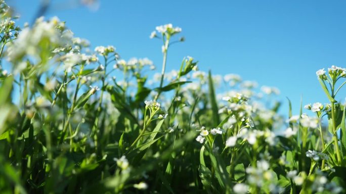 荠菜花。荠菜(Capsella bursa-pastoris)是芸苔科芥菜科的一种小型一年生野生开花