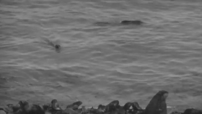 上世纪海豹 海豹岛  海豹 繁殖季节