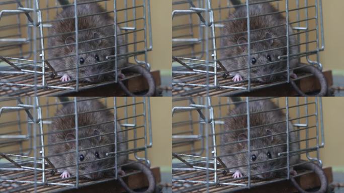 一只棕色老鼠，褐家鼠，在捕鼠夹里。英国