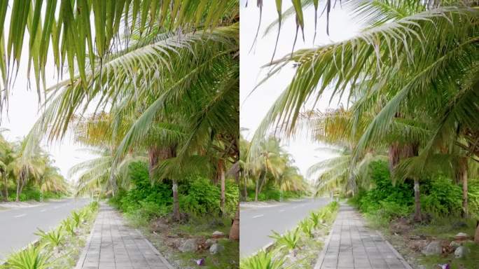 在富瓦穆拉岛棕榈树下的街道上散步的第一个人。垂直镜头