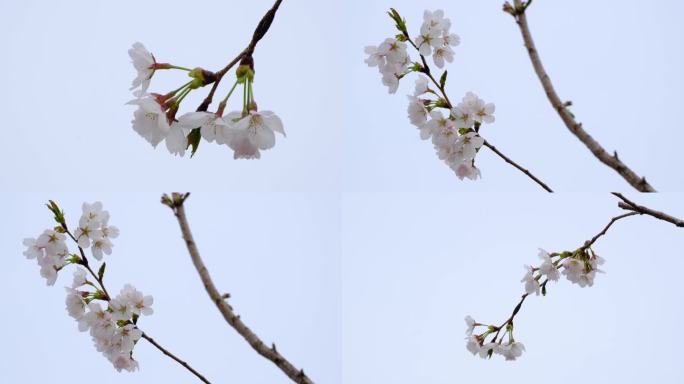 樱花 浪漫樱花  春天樱花