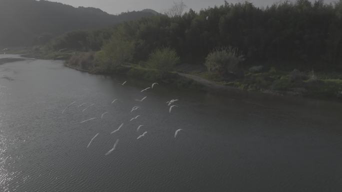 白鹭群飞，山川河流