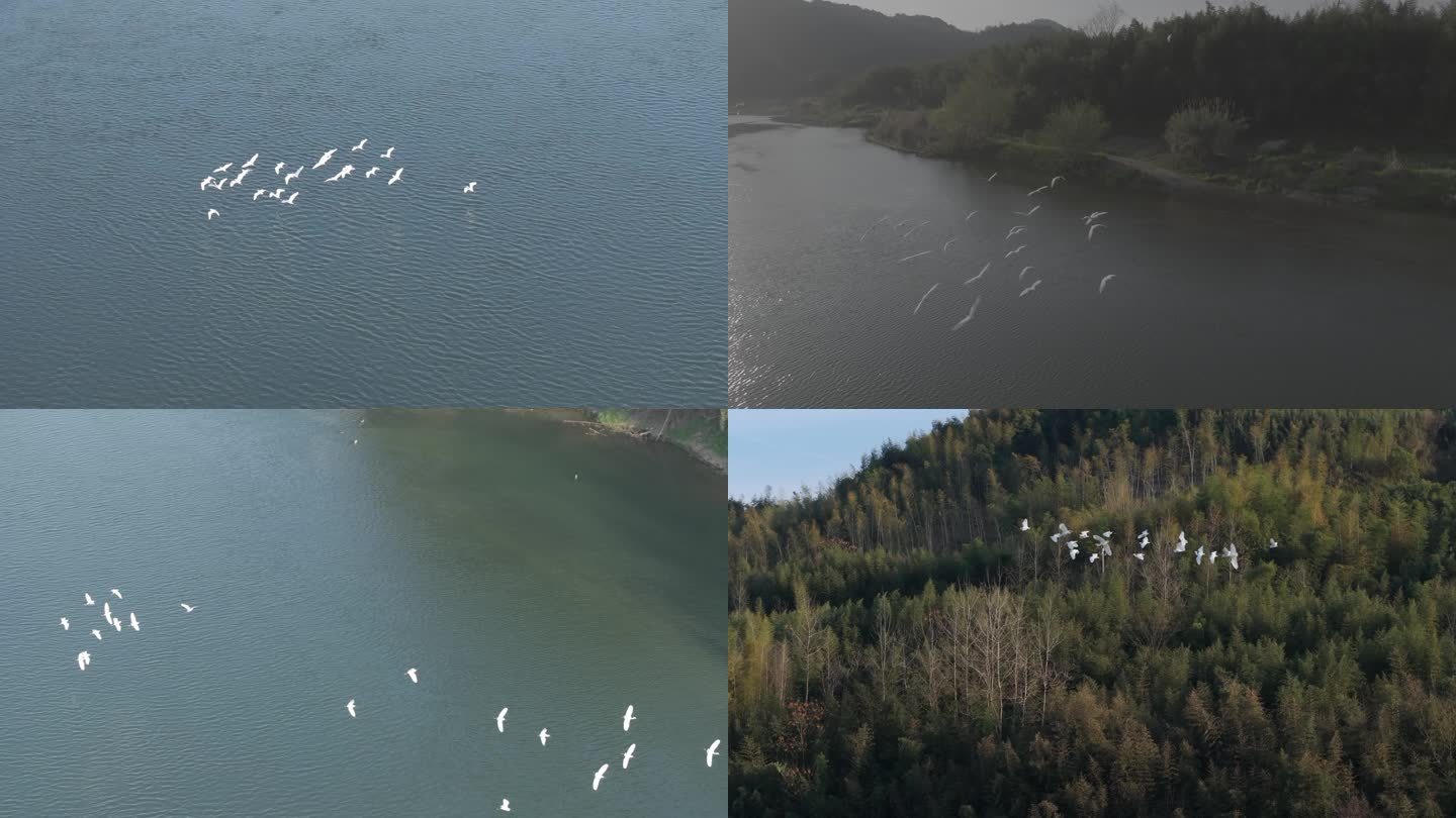 白鹭群飞，山川河流